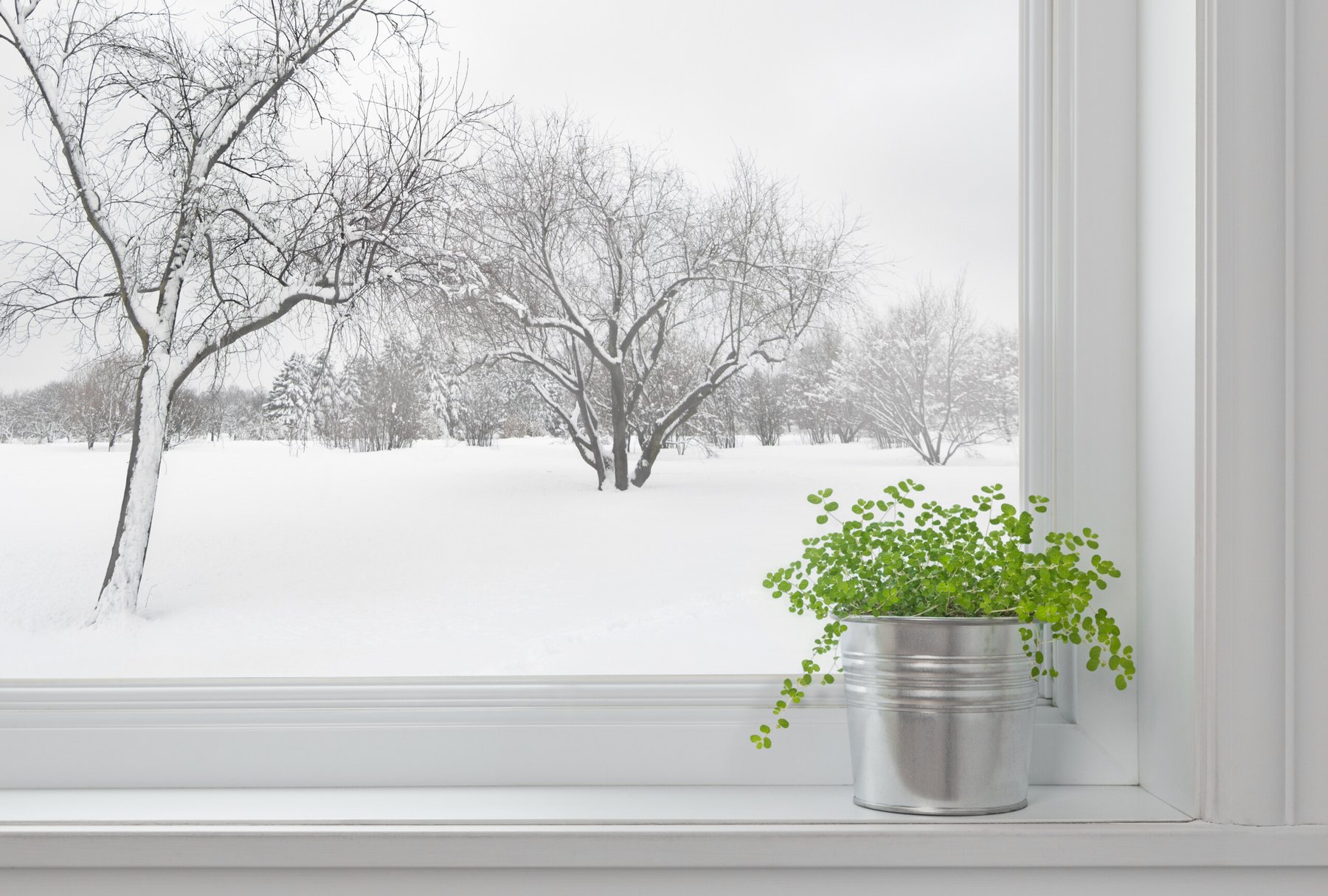 5 easy tips to keep your houseplants happy & healthy in winter