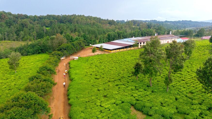 Fertilizer shortage in Burundi raises fears of food crisis