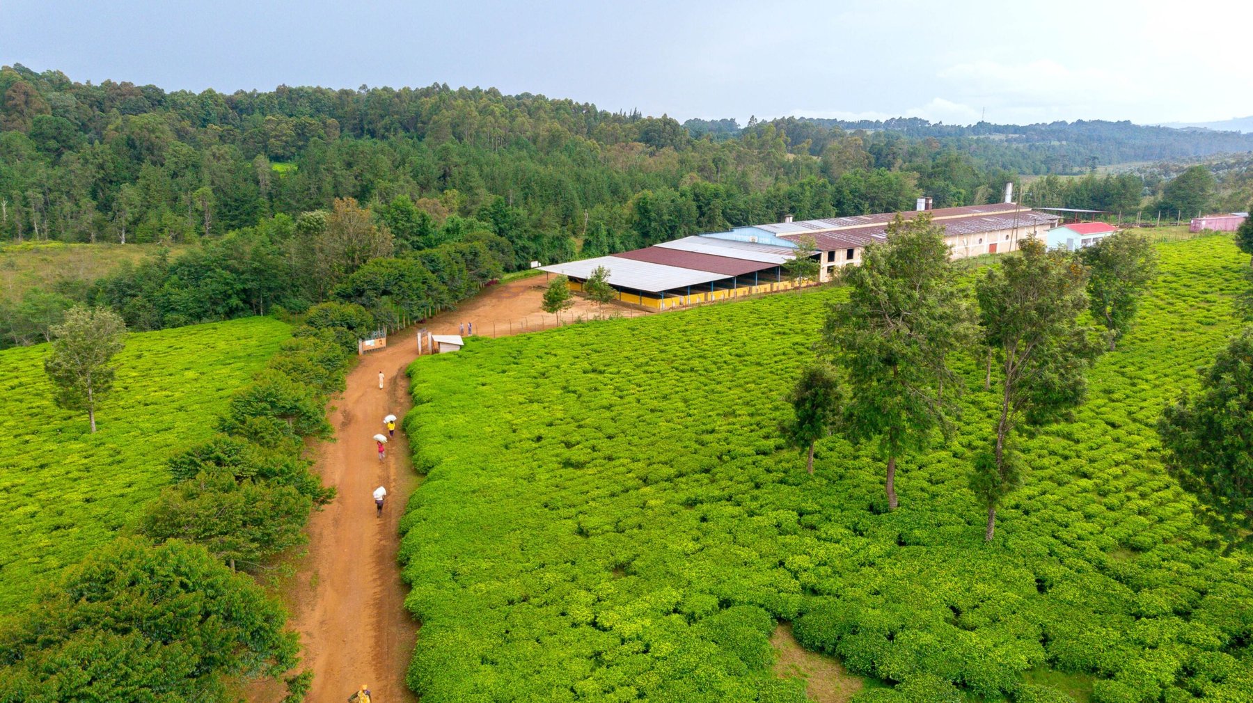 Fertilizer shortage in Burundi raises fears of food crisis