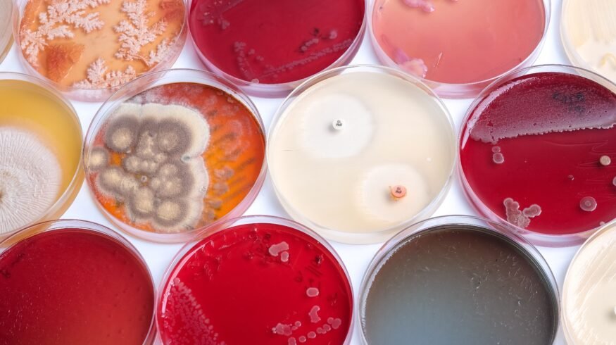 Renaissance BioScience secures Genome BC funding to build yeast discovery platform