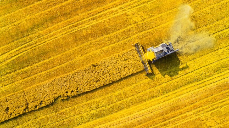 Syngenta prepares European launch of X-Terra hybrid wheat after French approval