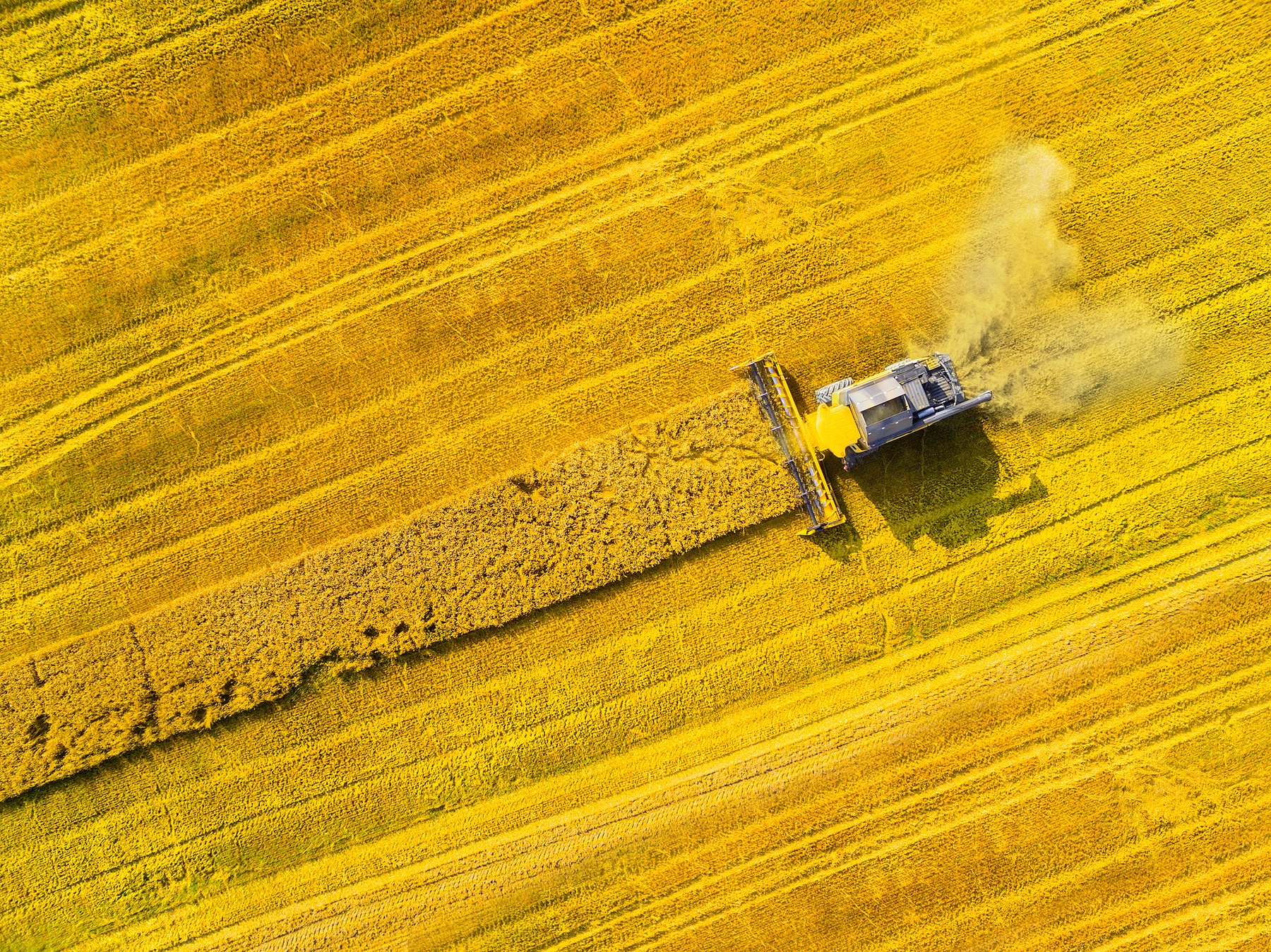 Syngenta prepares European launch of X-Terra hybrid wheat after French approval