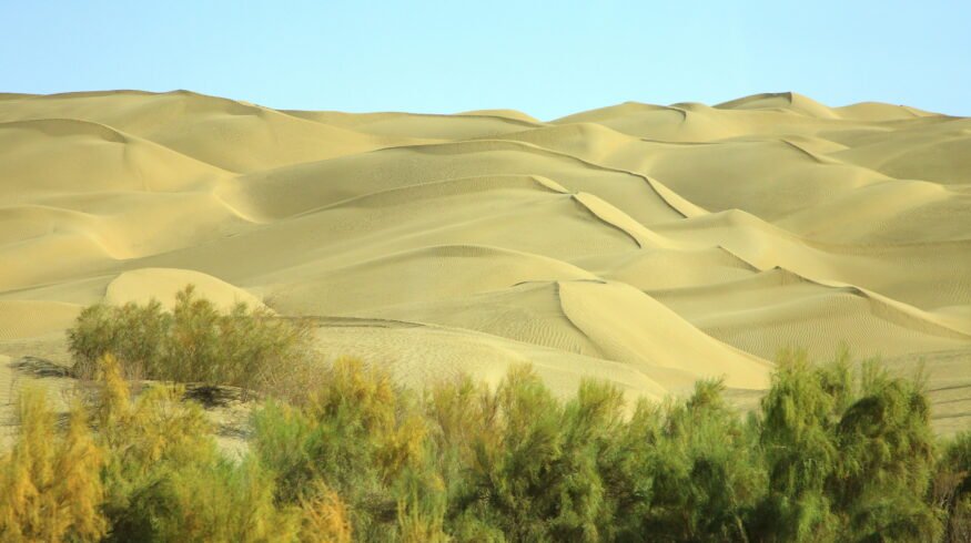 China’s Taklamakan afforestation drive turns desert fringe into carbon sink, study finds