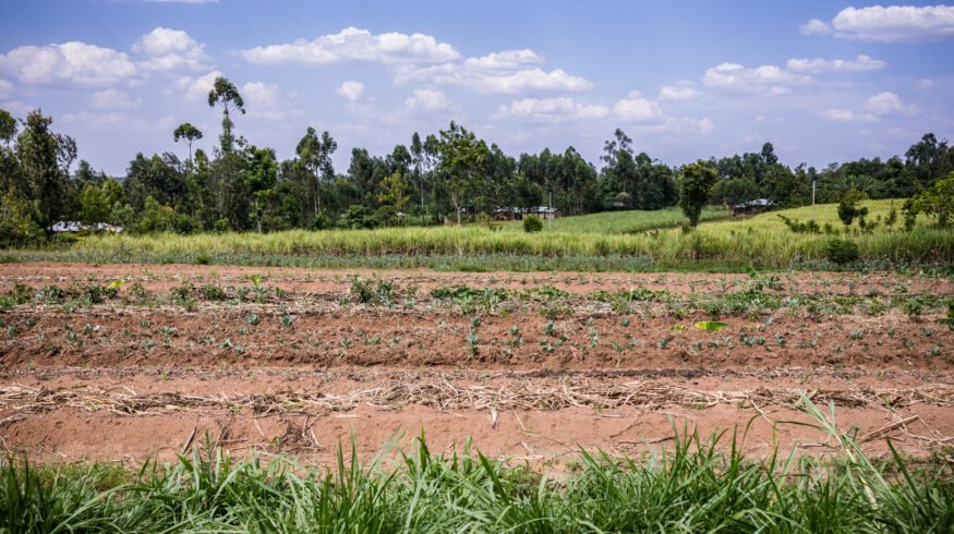 Drought slashes corn and wheat output in central Kenya as food prices climb