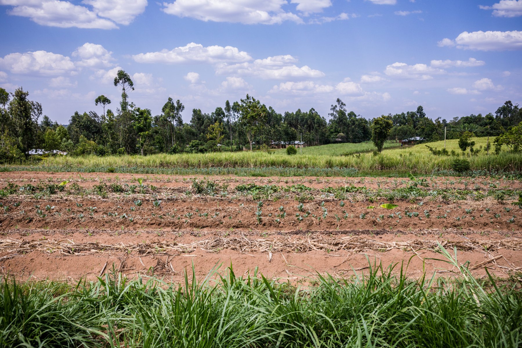 Drought slashes corn and wheat output in central Kenya as food prices climb