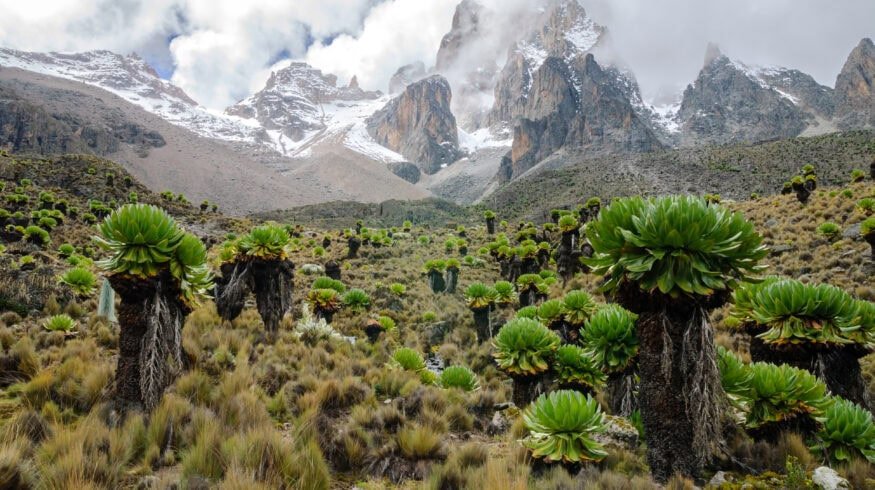 Kenya’s highland farmers experiment with no-till, crop diversity, and data-driven agronomy