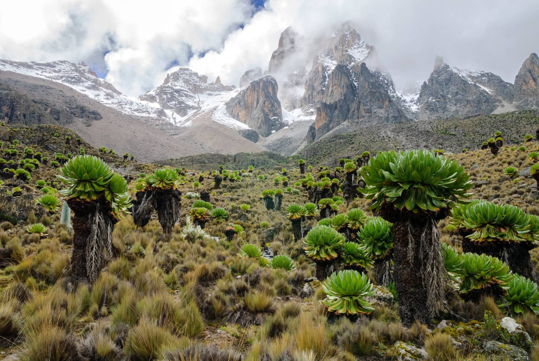 Kenya’s highland farmers experiment with no-till, crop diversity, and data-driven agronomy