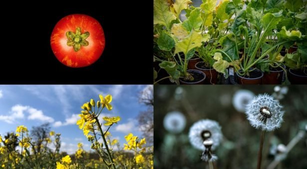 Cibus joins UK-backed precision breeding effort to protect oilseed rape