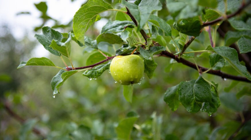 Apple output falls 50% in Himachal, India as blight, erratic weather hit growers