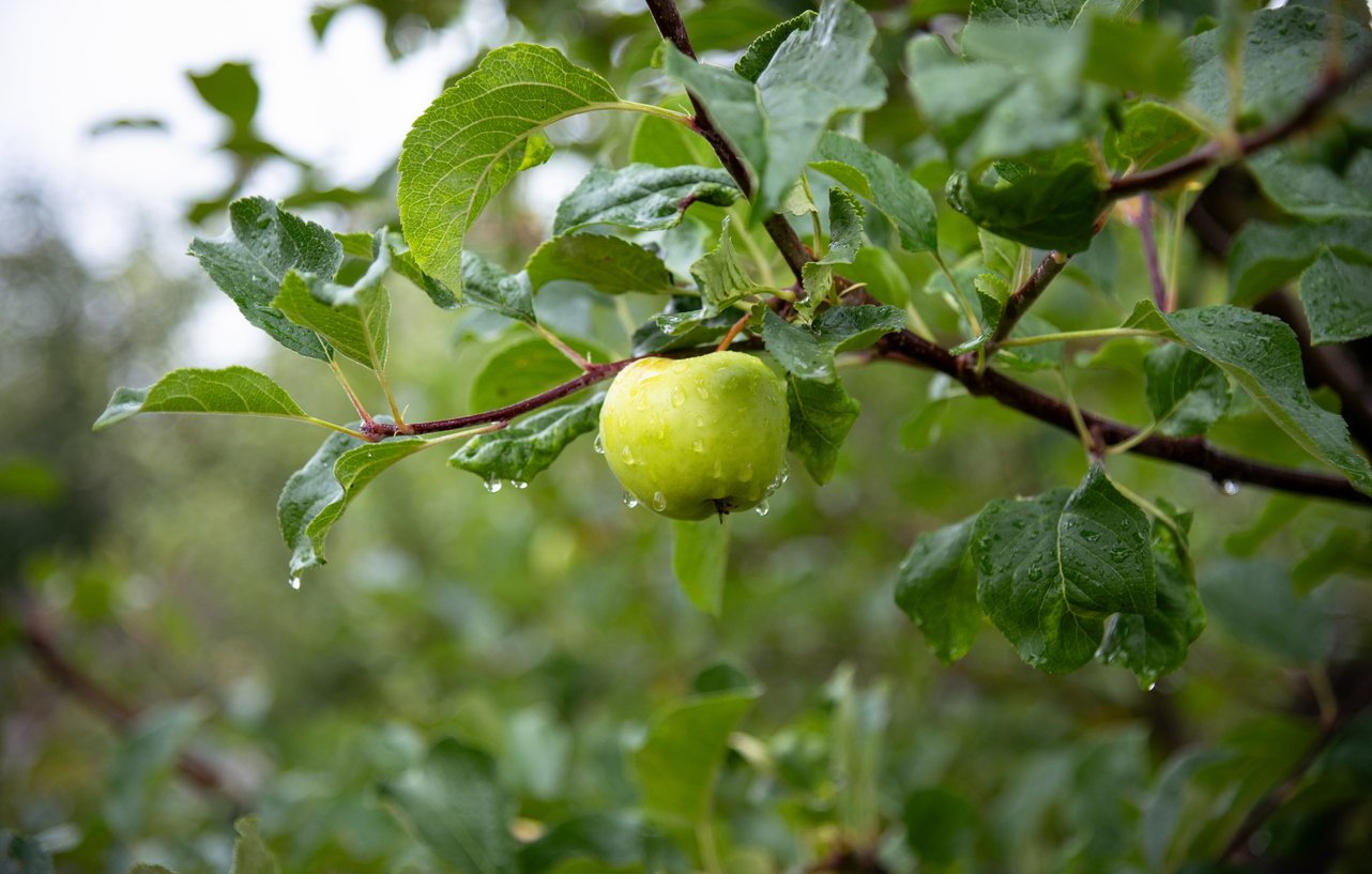 Apple output falls 50% in Himachal, India as blight, erratic weather hit growers