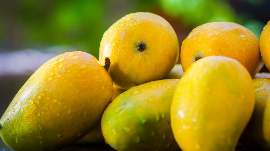 Indian mango growers push for modernization as climate pressures mount