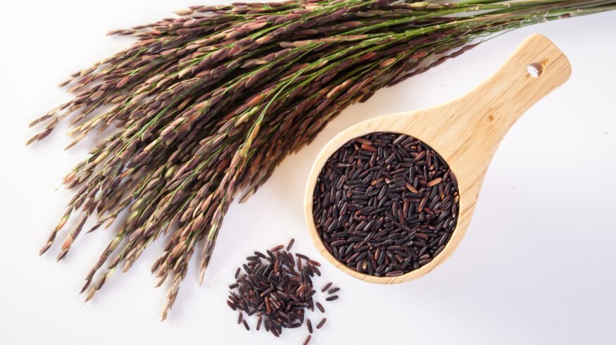 US research accelerates AI-driven rice breeding to raise yields and target premium grain markets