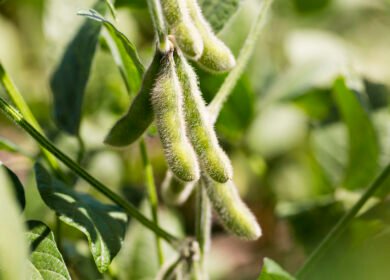 Embrapa’s microbe research cuts fertilizer use and reshapes Brazil’s soybean sector