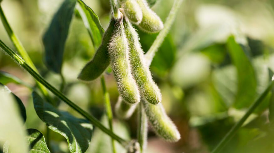 Embrapa’s microbe research cuts fertilizer use and reshapes Brazil’s soybean sector