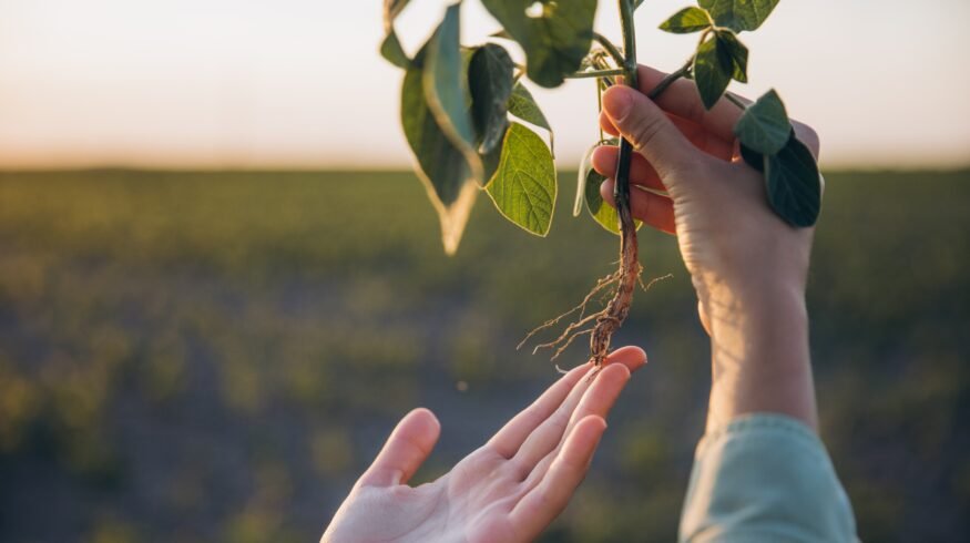 BASF launches Zorina fungicide to combat white mold in U.S. soybeans, dry beans and canola