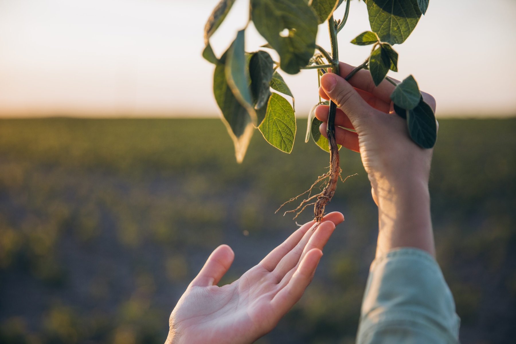 BASF launches Zorina fungicide to combat white mold in U.S. soybeans, dry beans and canola