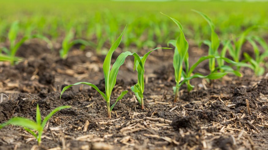 FMC secures first dual-mode herbicide classification for rimisoxafen
