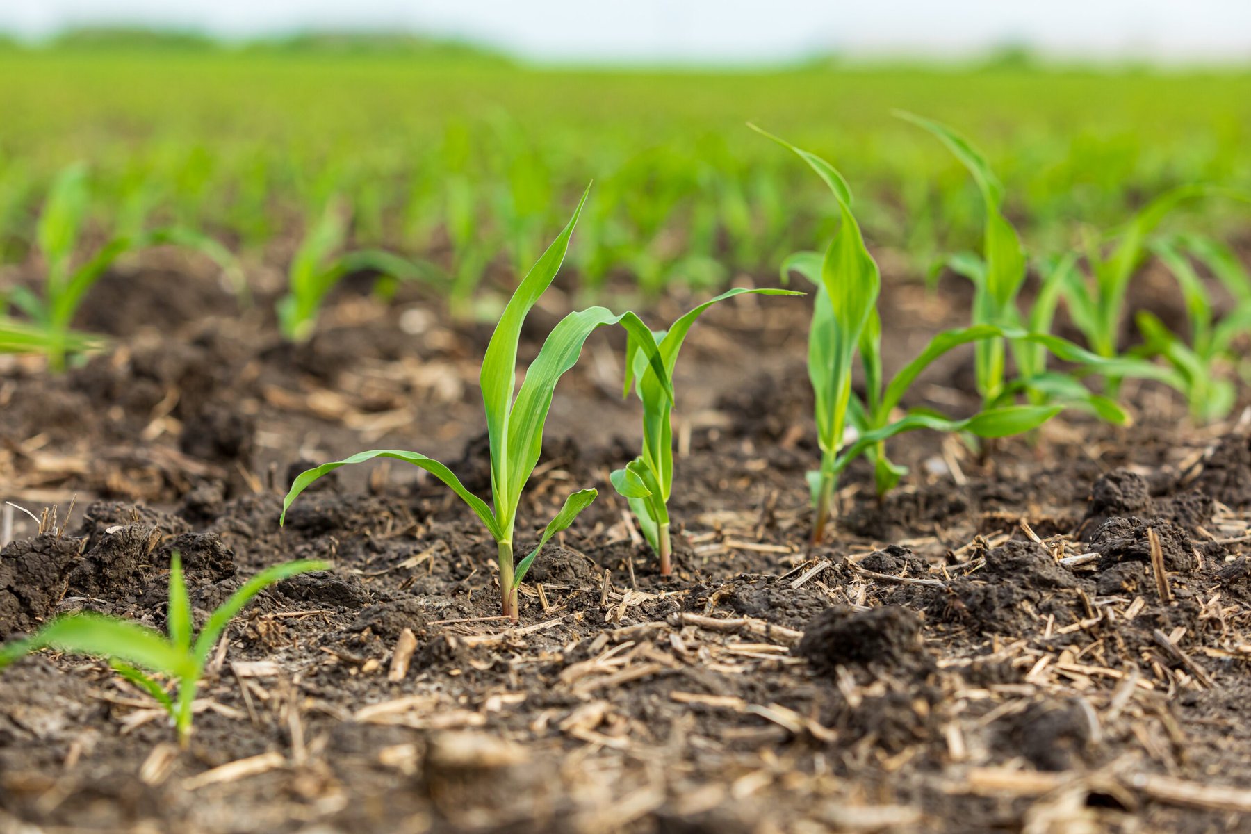 FMC secures first dual-mode herbicide classification for rimisoxafen