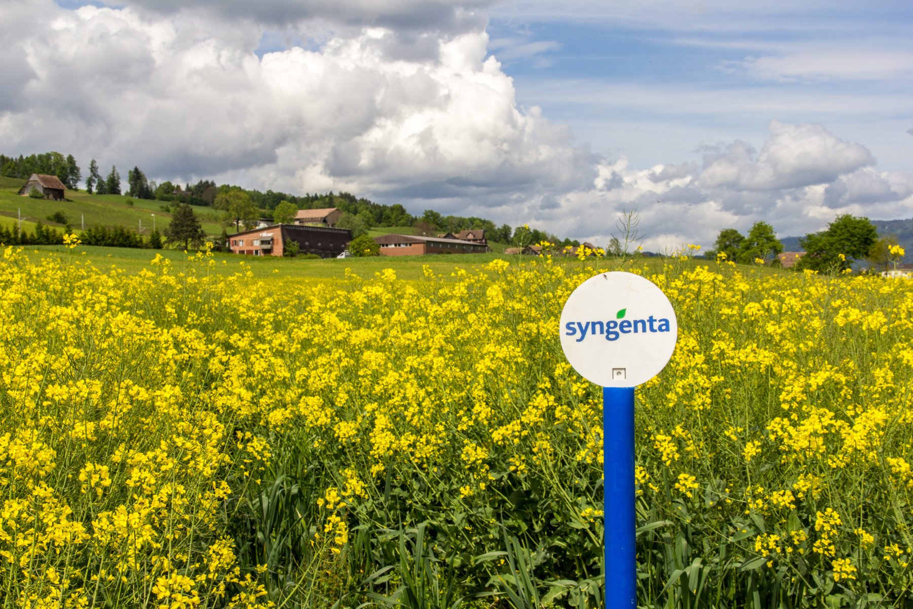 Syngenta loses appeal as Swiss court upholds chlorothalonil ban