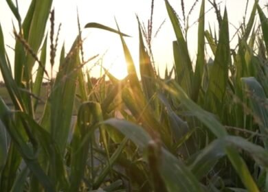 Resurrect Bio and Corteva target corn disease losses with gene-editing collaboration