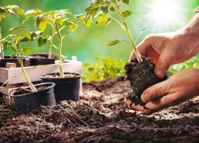 True Organic expands into retail soils with new potting and planting collection for home gardeners