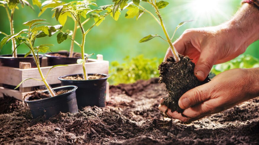 True Organic expands into retail soils with new potting and planting collection for home gardeners
