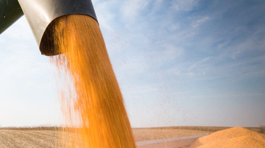 India set to expand regional corn exports as supplies surge