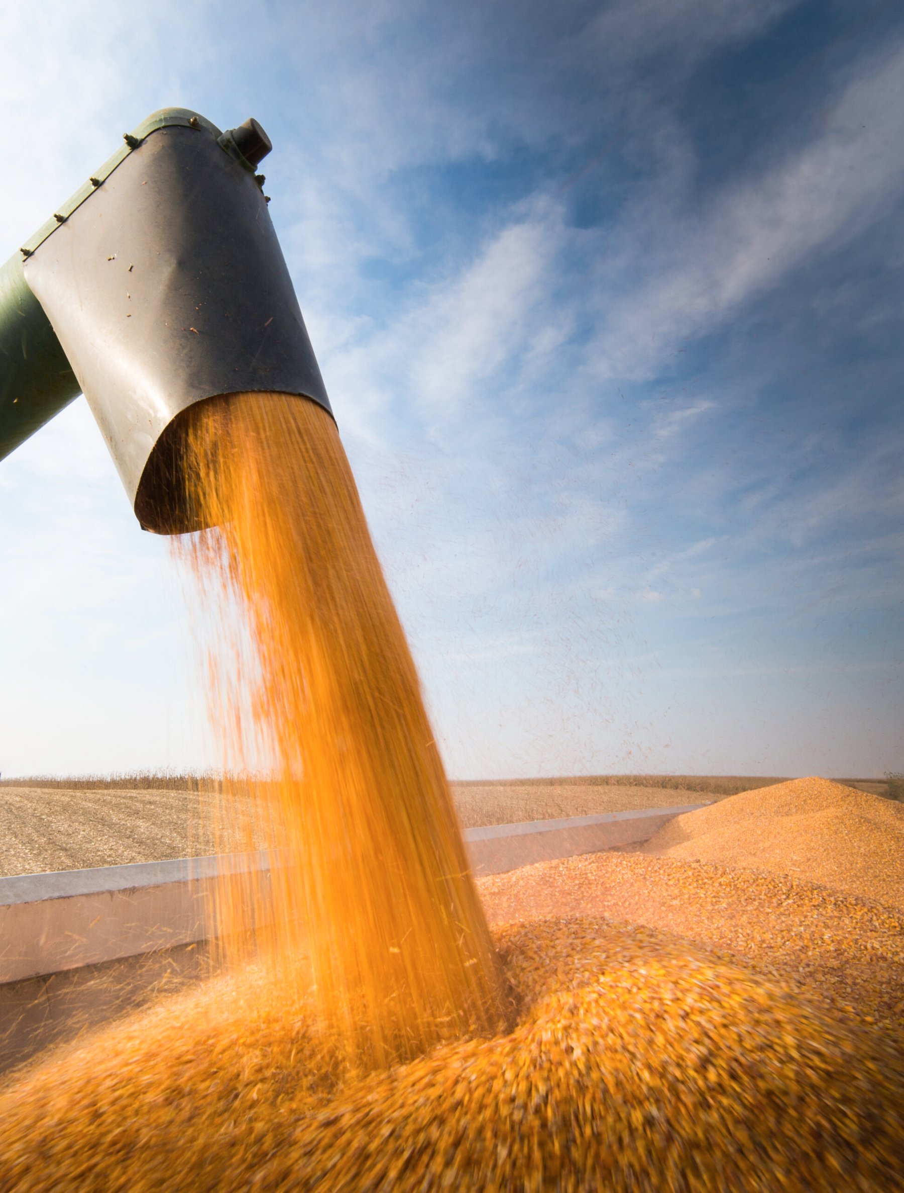 India set to expand regional corn exports as supplies surge