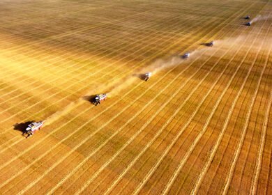 Kazakhstan wheat exports near record as feed flour shipments to China surge
