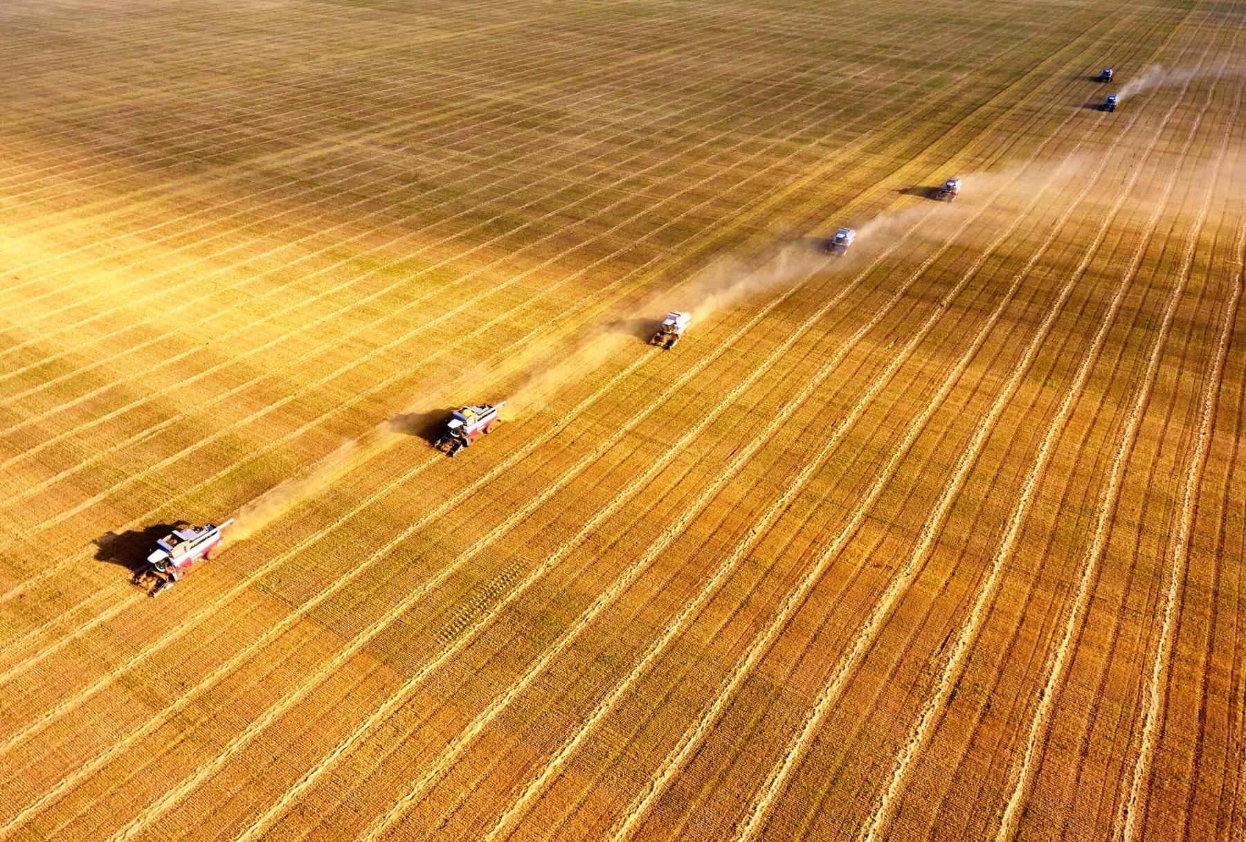 Kazakhstan wheat exports near record as feed flour shipments to China surge