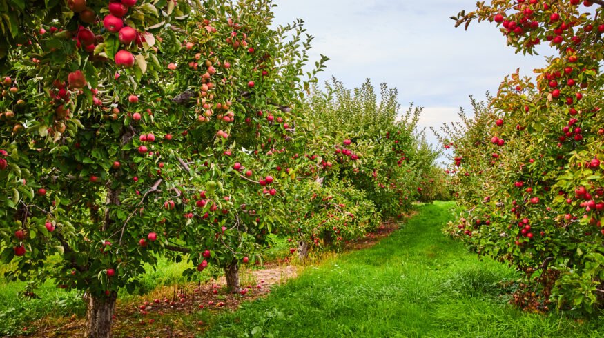 MyLand introduces crop warranty program guaranteeing minimum returns for apple, pistachio and almond growers