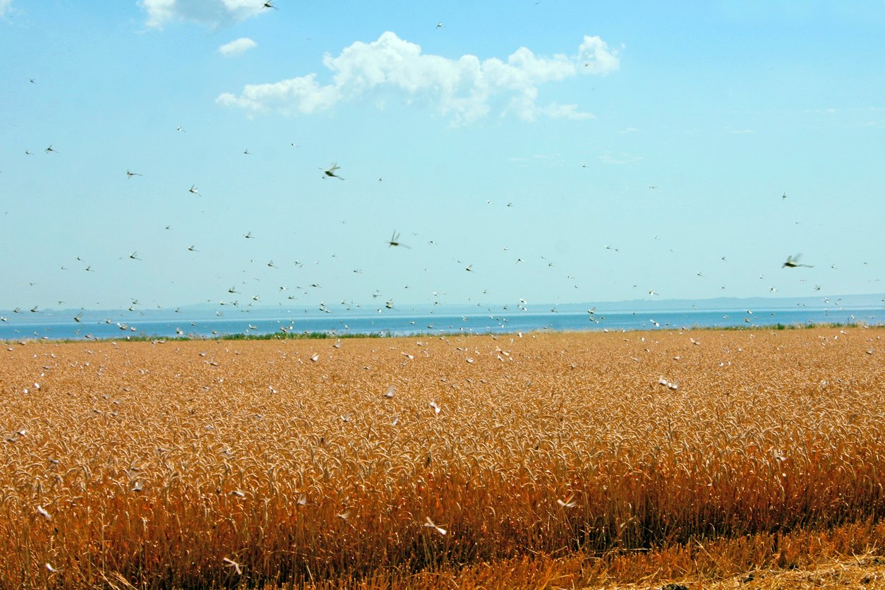 Russia warns of potential locust invasion across five regions