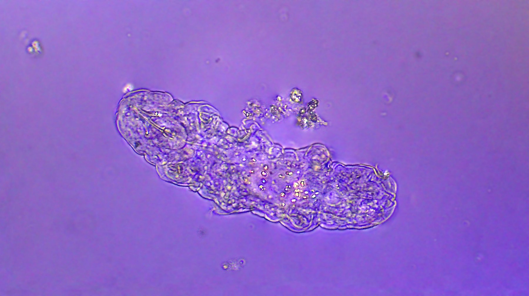 Micro organism - Tardigrade (water bear), polarized light, magnification 40x