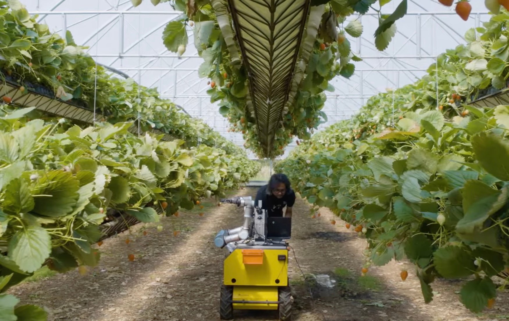 UK strawberry-harvesting robots receive national research award