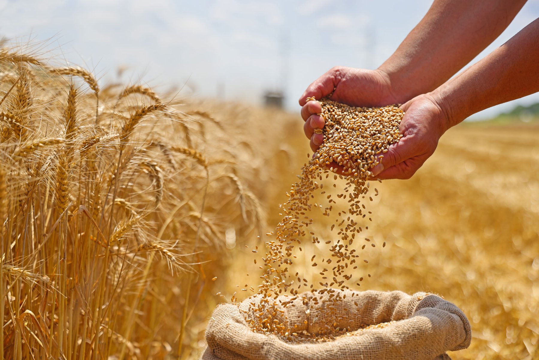 How to use monoammonium phosphate for seed treatment