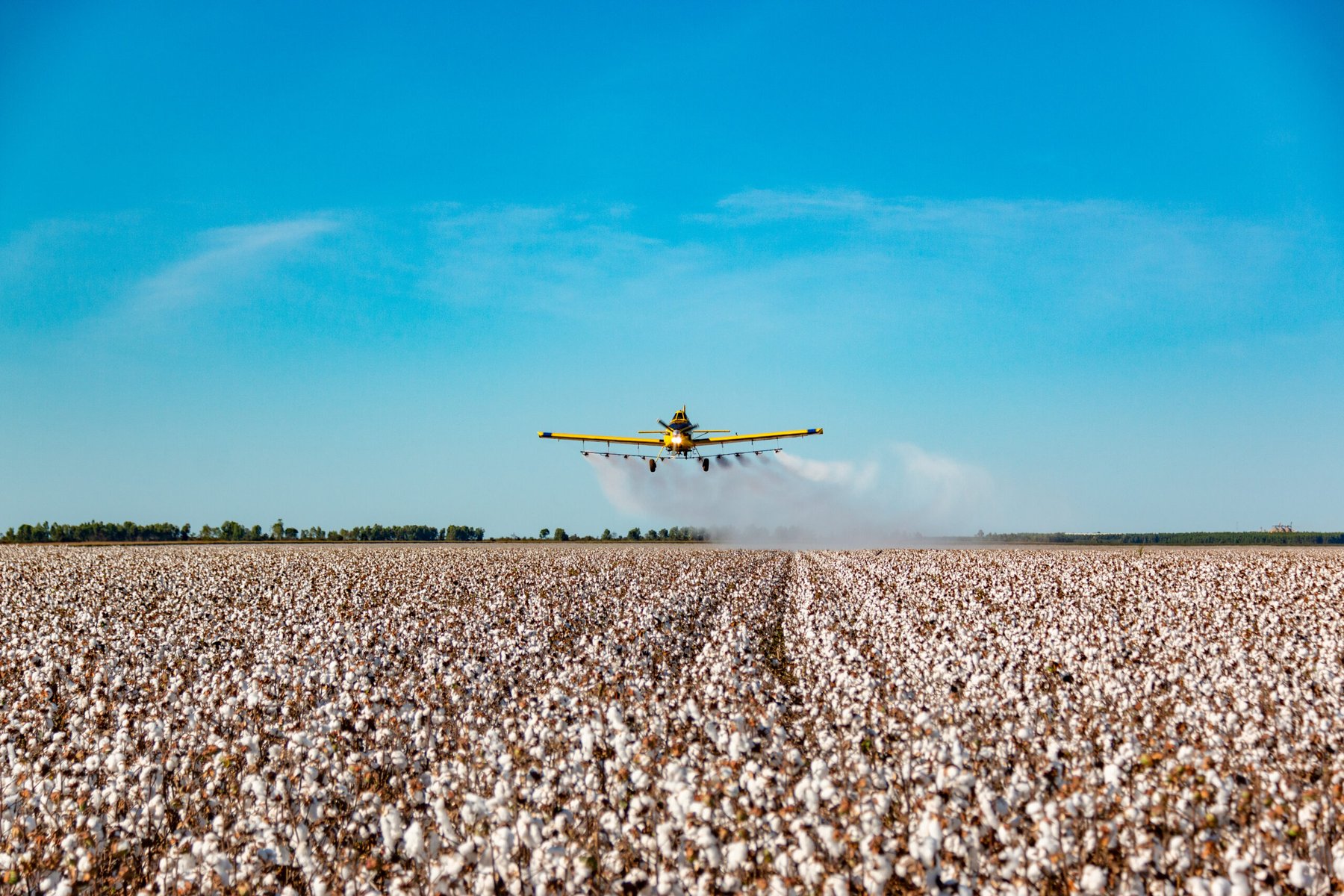 EU clears four genetically engineered crops for import, extending approvals for maize and cotton