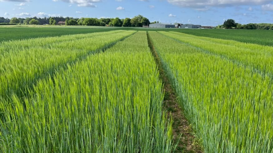 UK clears first gene-edited barley under precision breeding law