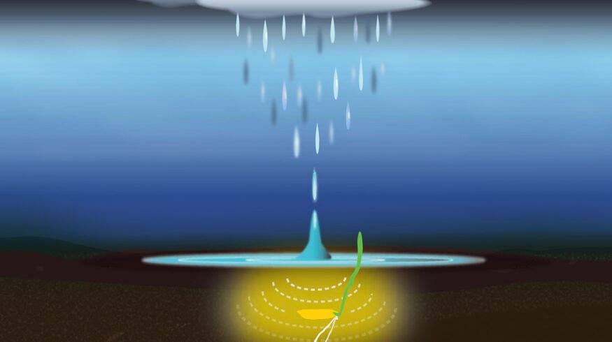 MIT study: rice seeds germinate faster when exposed to rainfall sounds