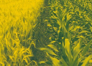 MustGrow to shut Canadian unit, shift focus to U.S. biofertility market