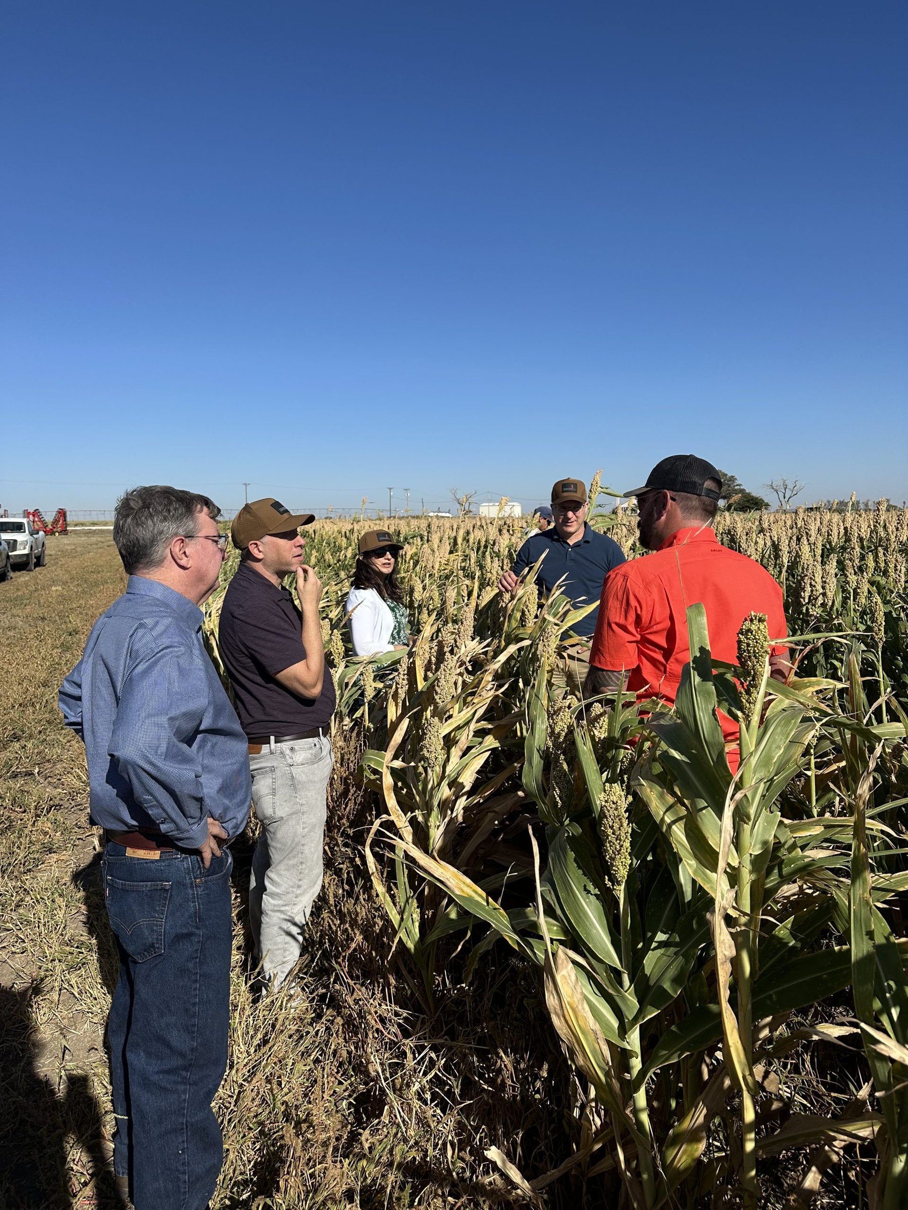 Danforth study points to cost savings and resilience gains in sorghum production
