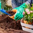 How to grow healthier plants by improving soil and watering habits