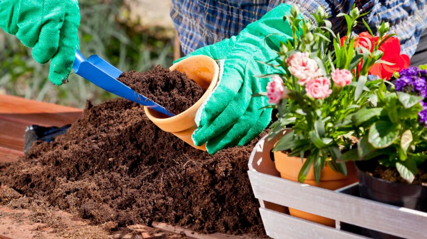 How to grow healthier plants by improving soil and watering habits