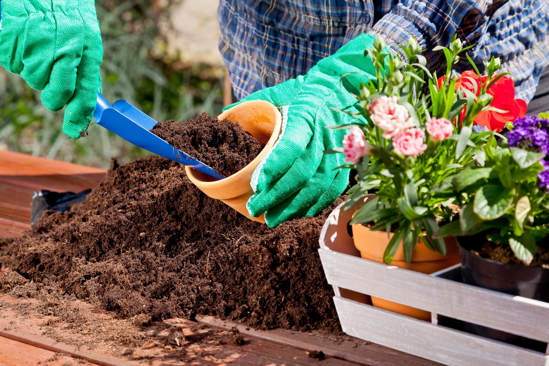 How to grow healthier plants by improving soil and watering habits