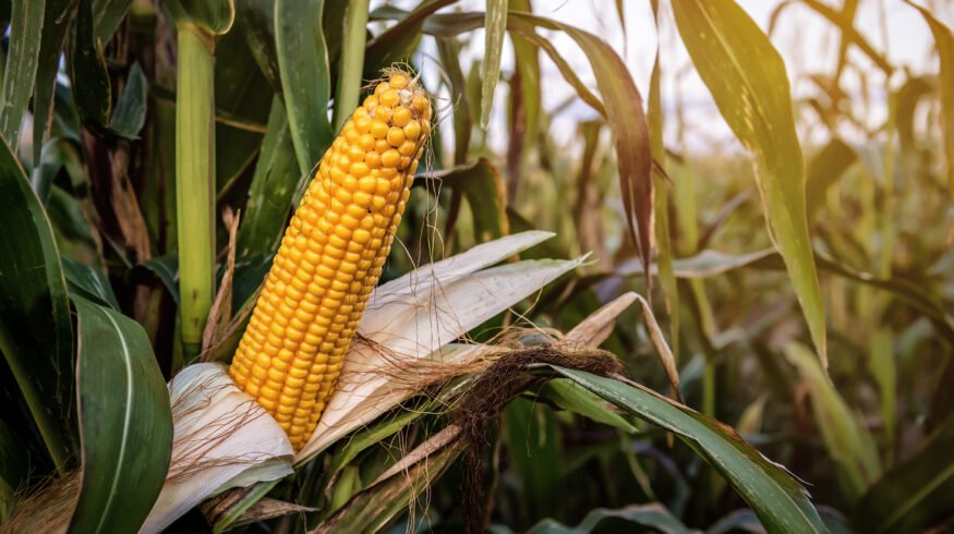Turkey opens corn import quota to curb rising feed costs