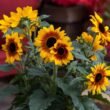 Syngenta Flowers promotes Sunfinity sunflowers as extended-bloom garden solution