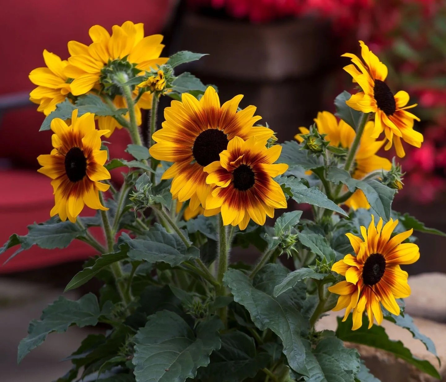 Syngenta Flowers promotes Sunfinity sunflowers as extended-bloom garden solution