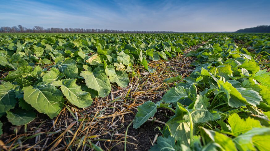 Machine learning study identifies timing and temperature as key drivers of nitrogen release in cover-cropped systems