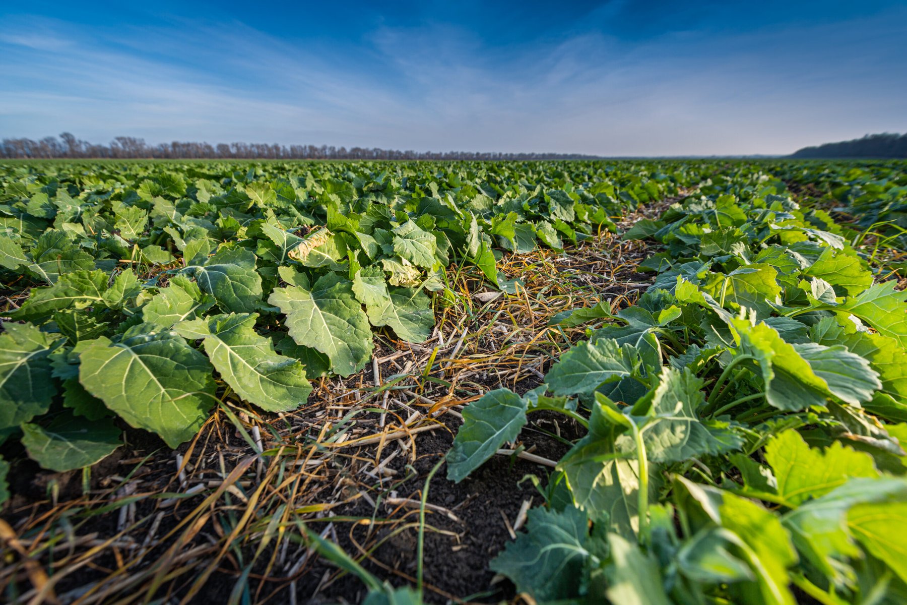 Machine learning study identifies timing and temperature as key drivers of nitrogen release in cover-cropped systems