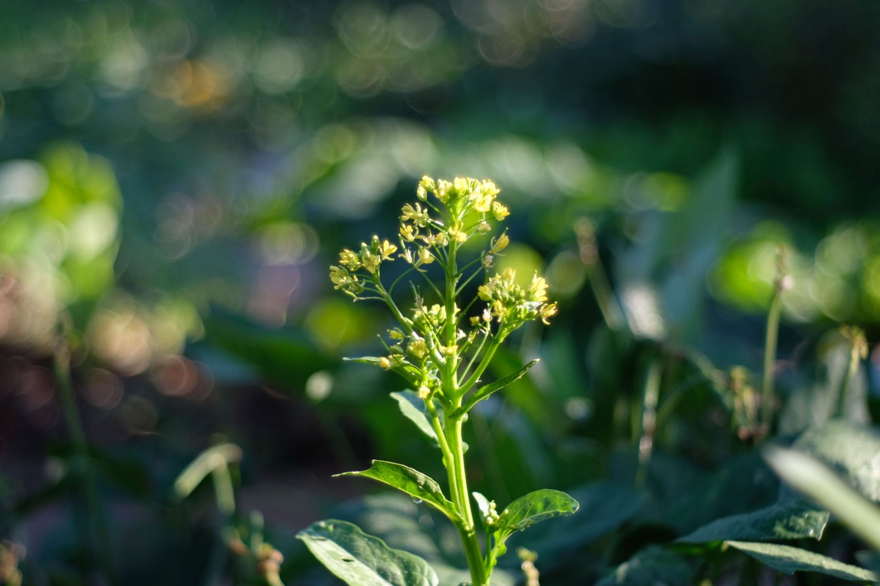 UK launches first gene-edited crop trial under new precision breeding law as Mosaic backs Rothamsted spinout