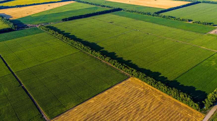 Rothamsted Research: Crop species, not soil type, drive beneficial root microbiome functions